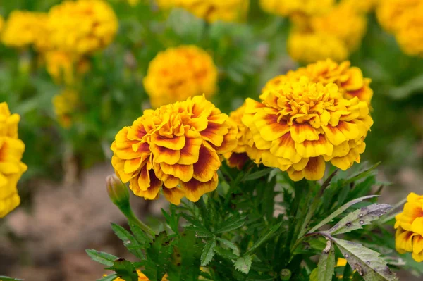 黄色の花 夏の天気の良い日のハーブの花で美しい花の庭のマリーゴールドの花 — ストック写真