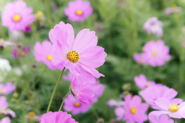 flowers cosmos in the field blooming on the day  in the nature garden