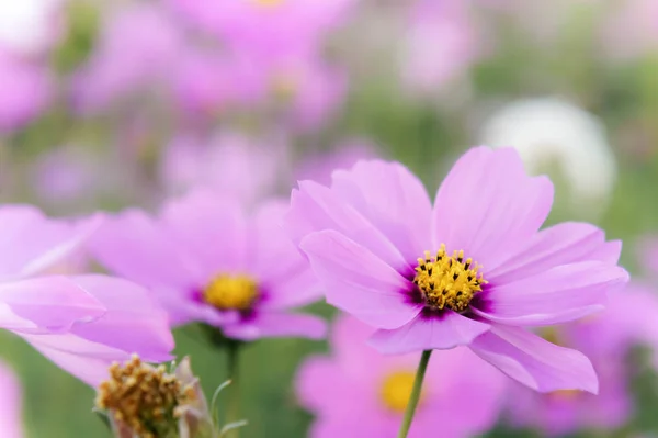Kosmos Kwiaty Polu Kwitnący Dzień Ogrodzie Natury — Zdjęcie stockowe
