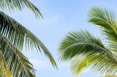 Mavi gökyüzü arka planında hindistan cevizi palmiyesi ağacı 