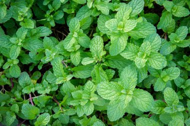 nane ot ya da sebze bahçesinde bitki yararlıdır 