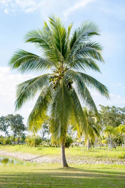 Kokosové palmy na modré obloze pozadí — Stock fotografie