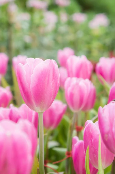 Pink tulip flowers garden , tulip blooming blossom in the garden — Stock Photo, Image