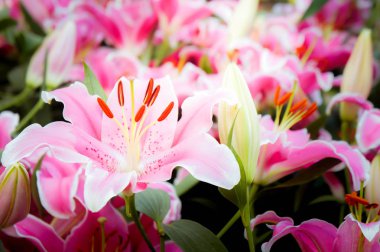 Lilly pembe çiçekler doğa Bahçe romantizm doğa çiçek b