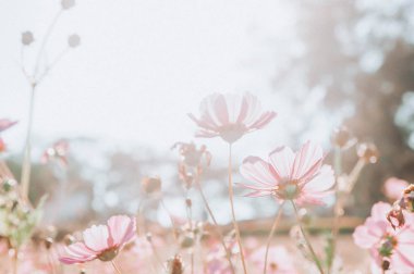 çiçekler cosmos doğa g gün çiçek açan alanındaki