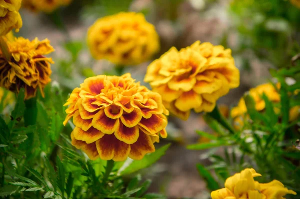 Flores de calêndula no jardim no verão, flores amarelas, beaut — Fotografia de Stock