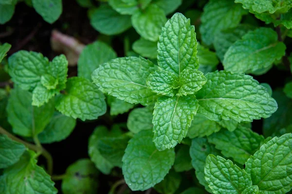 Pepermunt kruiden of groenten in de tuin, de plant is handig — Stockfoto