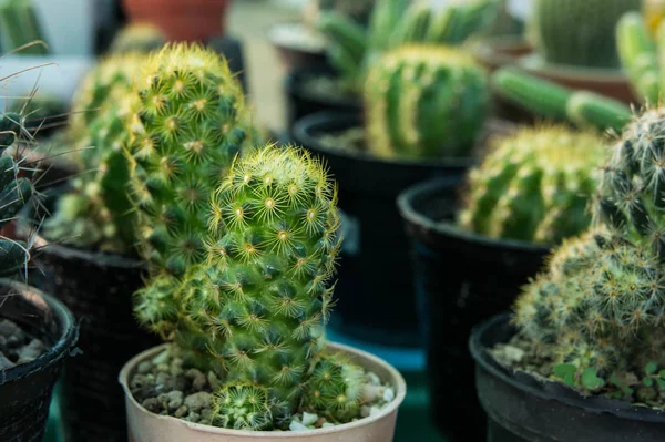 Little cactus  on pot , cactus ornamental trees — Stock Photo, Image