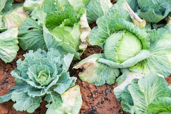 Cabbage vegetable orginic farm — Stock Image Cabbage vegetable orginic farm Stock Image