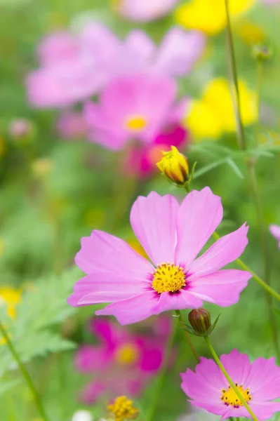 Der Schöne Tag Und Schöne Blumen Kosmos Bunt Auf Feld — Stockfoto