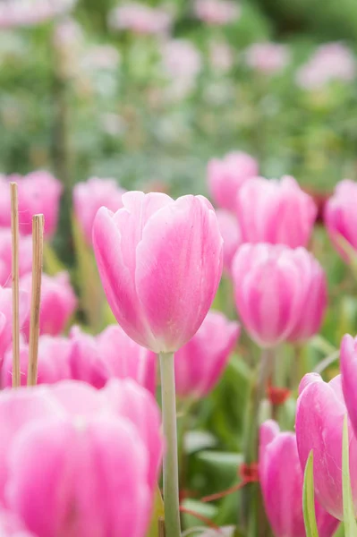 Pink tulip flowers garden , tulip blooming blossom in the garden — Stock Photo, Image