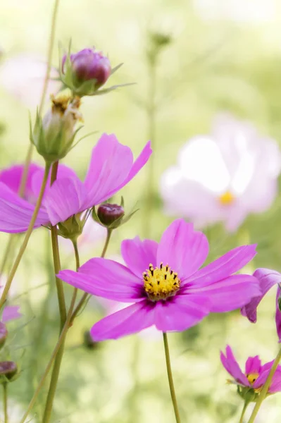 cosmos daisy flowers in the garden day natural vintage