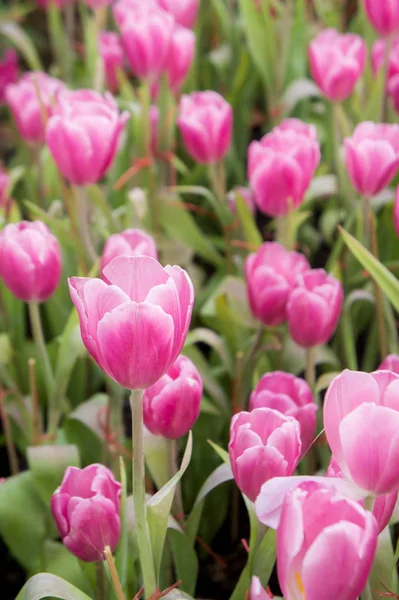 Pink tulip flowers garden , tulip blooming blossom in the garden — Stock Photo, Image