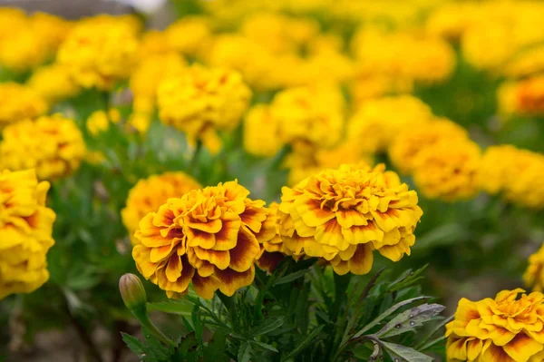 Flores de caléndula en el jardín en verano, flores amarillas, belleza — Foto de Stock