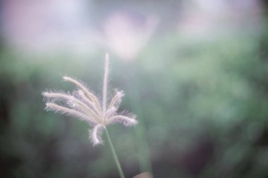 sabah ışık vintage tarzı çayır çim çiçekleri