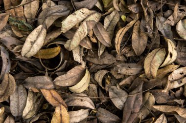 katta kuru yaprak , Kurutulmuş yapraklar