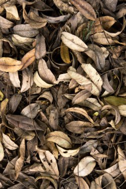 katta kuru yaprak , Kurutulmuş yapraklar