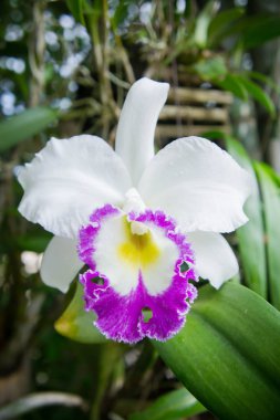 beyaz çiçekler veya doğa Bahçe arka planda çiçeklenme cattaleya orkide çiçek