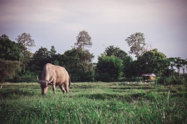 Çayırda Buffalo , çiftlikte hayvan buffalo yaşam