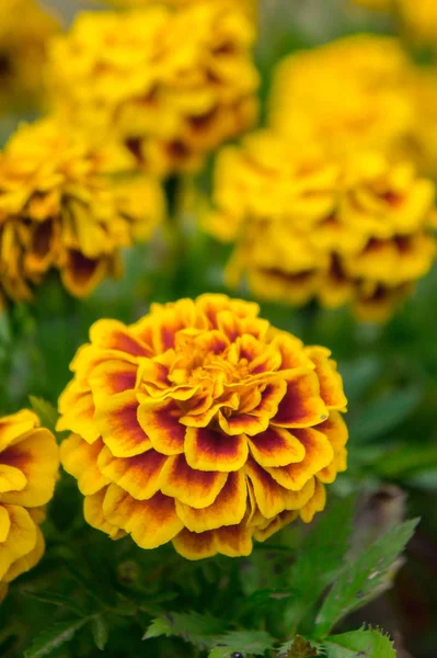Flores Calêndula Jardim Verão Flores Amarelas Belas Flores Verão Dia — Fotografia de Stock