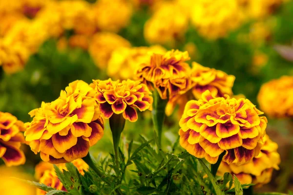 Flores Calêndula Jardim Verão Flores Amarelas Belas Flores Verão Dia — Fotografia de Stock
