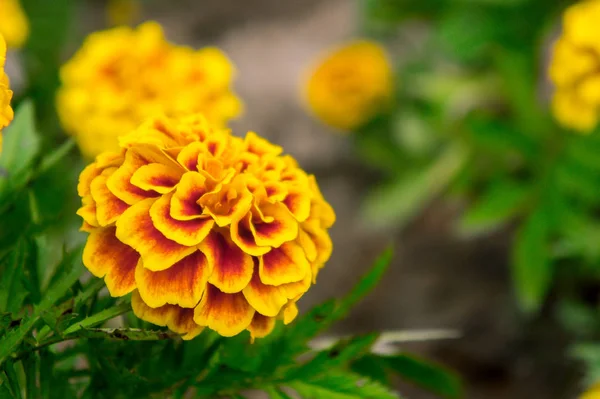 Flores de calêndula no jardim no verão, flores amarelas, beaut — Fotografia de Stock