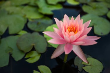gölde beatiful Lotus çiçekleri , gölde açan nilüfer