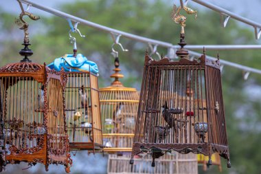 Kafesteki kırmızı bıyıklı bülbül Kuş