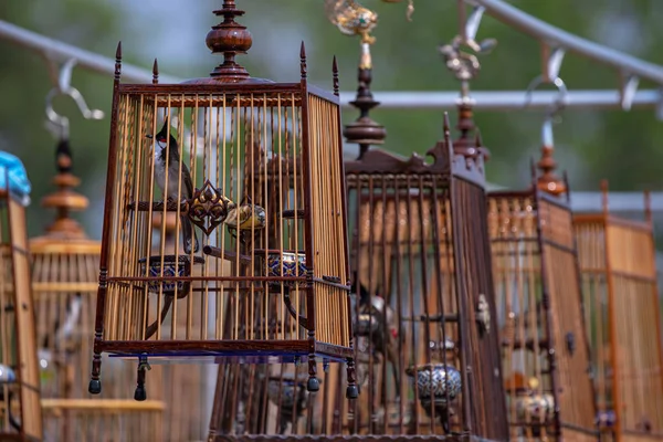 Red-whiskered bulbul Bird in the cage — Stock Photo, Image