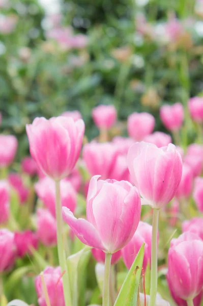 Pink tulip flowers garden , tulip blooming blossom in the garden — Stock Photo, Image