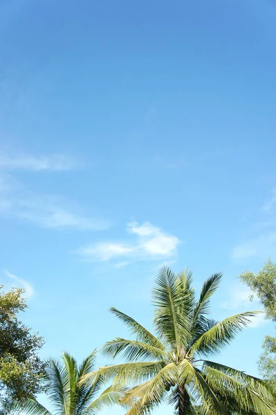 Palmeiras Altas Com Céu Azul Imagem De Stock