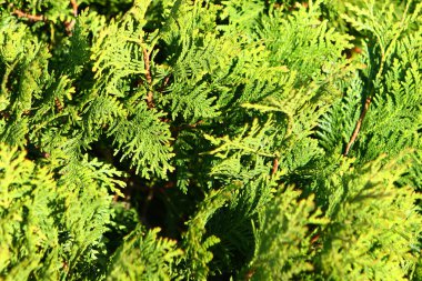 Dalları backgroundth yapraklarda yeşil Mazı (bitki)