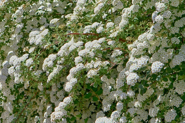 Veel Witte Bloemen Zomer Achtergrond — Stockfoto