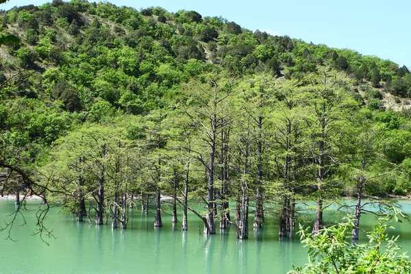 Ypress Drzewa Rosną Wody Jeziora Plaży Tle Wzgórza Lasu Okresie — Zdjęcie stockowe