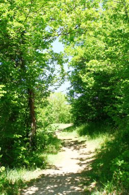 Park Peyzaj - kumlu yol ormanda