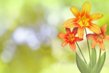 Güneşli güzel canlı lily ile doğa boş bırakır ve bokeh arka plan şubeleri.