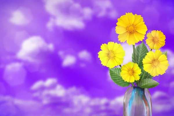 Beautiful live coreopsis bouquet bouquet in glass vase on sunny day with empty space for your content on cloudy sky bokeh background.