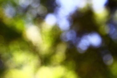 Bokeh doğal arka plan. Güneşli bir yaz ağaçta ile Park gün sabah.