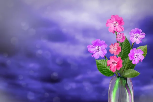 Beautiful live petunia bouquet bouquet in glass vase on sunny day with empty space for your content on colored sky with clouds background.