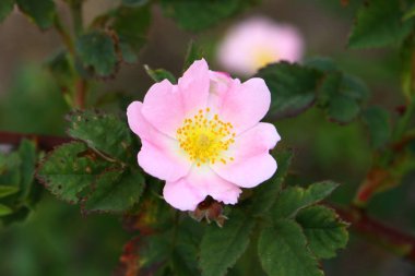 gül çiçek koyu yeşil arka plan bulanık. çiçek resim.
