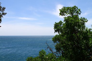güzel deniz ve ağaç dalları, doğal peyzaj fotoğraf.