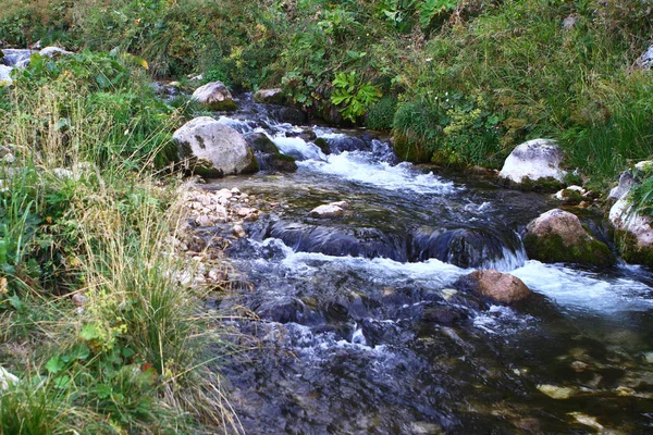 Photo Nature Spring Water Mountain River Cute Petrous Creek North — Stock Photo, Image