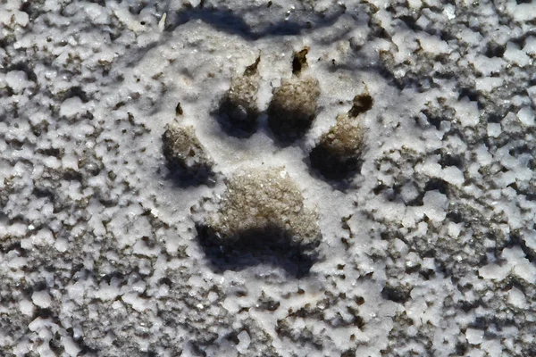 Photo of dog (animal) footprint on the salty beach ground, photo of nature