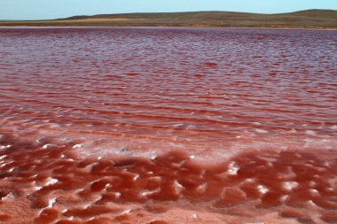 Kırım'da, ile Karadeniz sahilinde güzel Kayashskoe gölde doğal olarak su, doğal peyzaj fotoğraf pembe