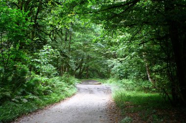 Yağmur Doğa fotoğrafı sonra ormandaki yere kirli yol