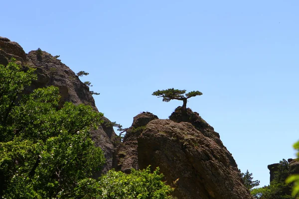 Δέντρα Δάσος Στο Βουνό Cliff Όμορφη Φωτογραφία Της Φύσης — Φωτογραφία Αρχείου