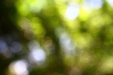 Bokeh doğal sarı - yeşil renkli. Park güneşli yaz gününde ağaçları ile.