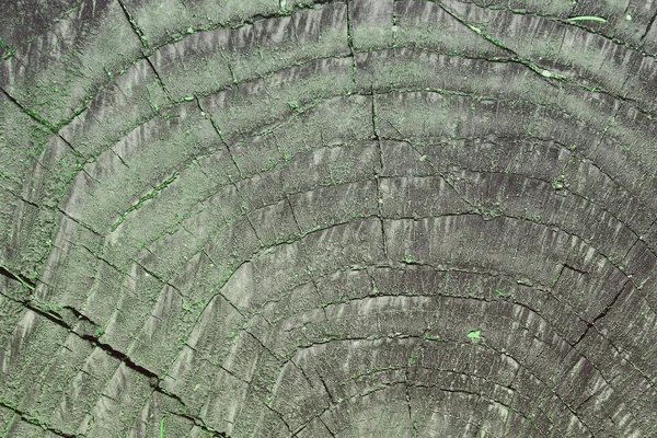 Mooie Groene Natuurlijke Pine Texture Abstracte Fotoachtergrond — Stockfoto