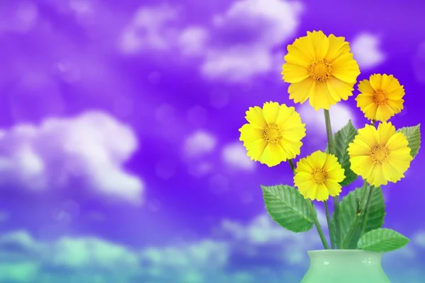 Beautiful live coreopsis bouquet bouquet in porcelain vase on sunny day with empty on cloudy sky bokeh background.