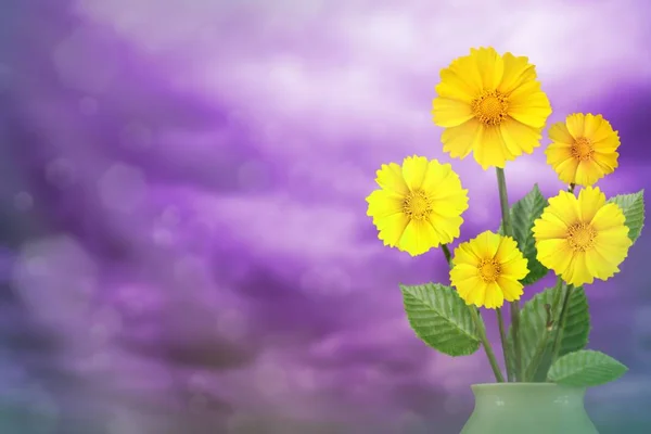 Beautiful live coreopsis bouquet bouquet in porcelain vase on sunny day with empty space for your content on colored sky with clouds background.